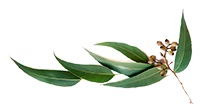 Anterior